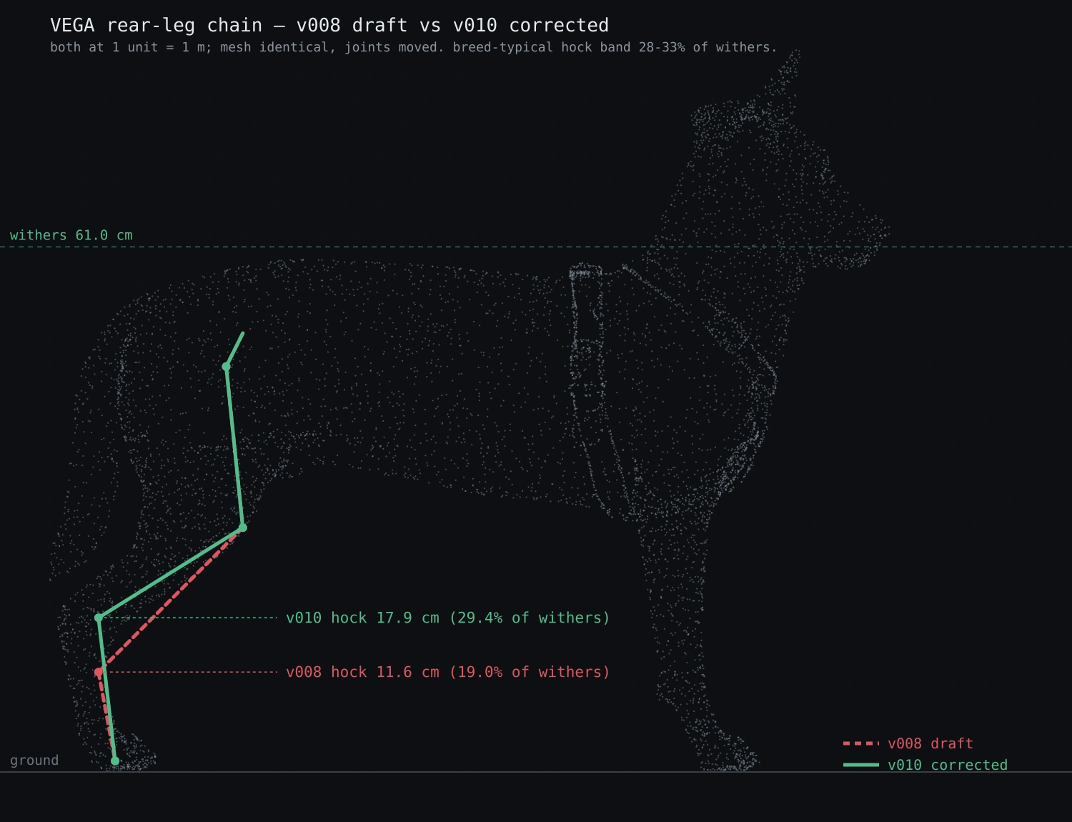 Archived Vega rear-leg joint comparison: v008 hock at 11.6 cm in red, corrected v010 at 17.9 cm in green, withers 61 cm